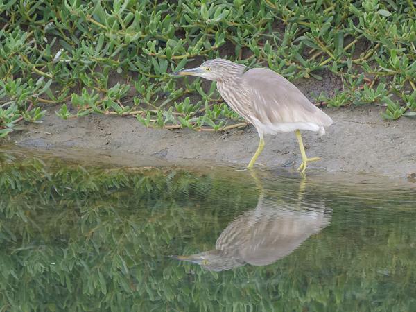 <h3><a href="/trips/oman/biota/animalia/chordata/aves/015 pelecaniformes/002 ardeidae/ardeola ralloides/ardeola ralloides-nl.html">Ardeola&nbsp;ralloides</a> / Squacco&nbsp;heron / Ralreiger</h3>OM-1 Mark II met OLYMPUS M.150-400mm F4.5 TC, 1/1600 sec  bij F5.6, ISO 10000, afstand 32.8&nbsp;m